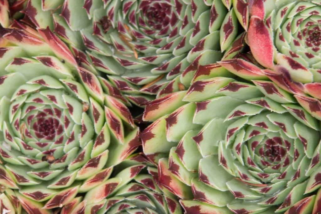 lithothamne-utilisations