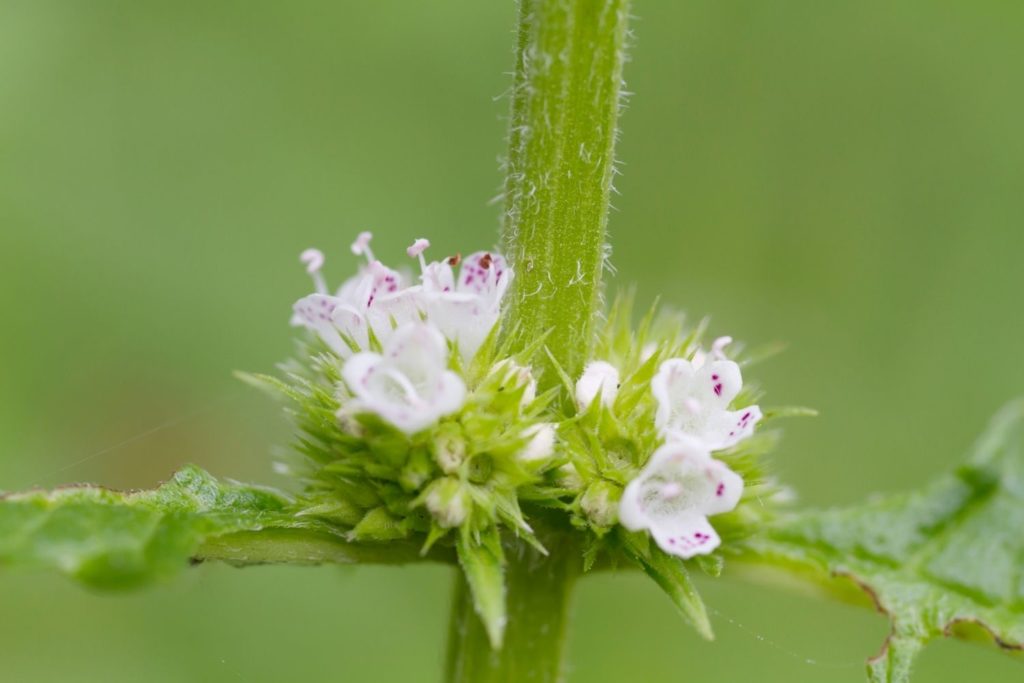 lycope-caracteristiques