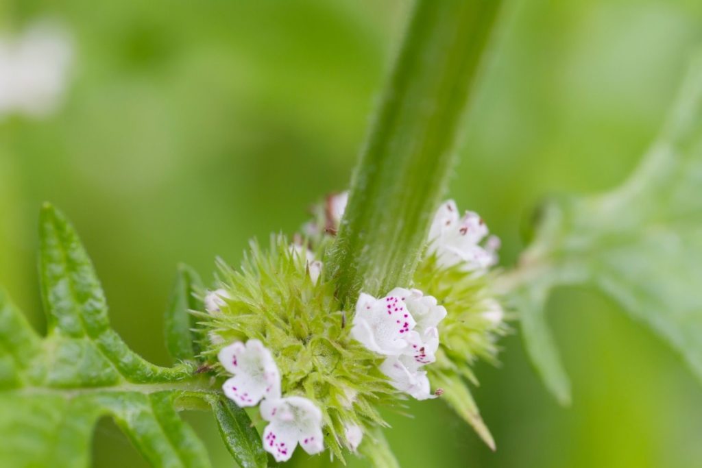 lycope-phytotherapie