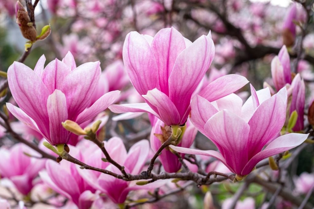 magnolia-caracteristiques