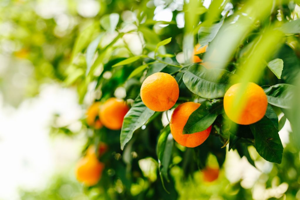 mandarine-caracteristiques