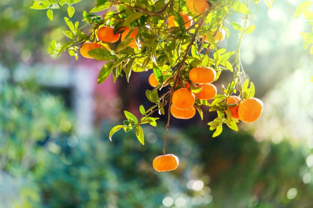mandarine-rouge-de-sicile-caracteristiques