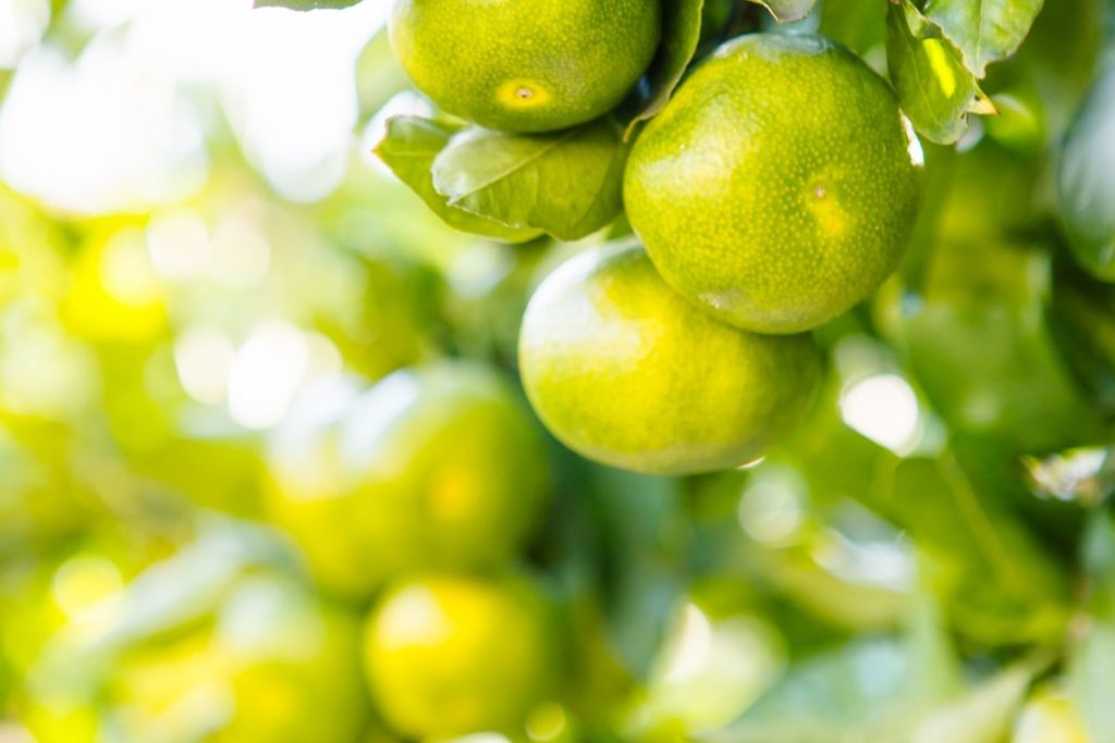 mandarine-verte-huile-essentielle