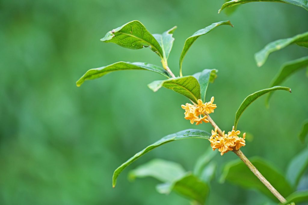 mandravasarotra-caracteristiques