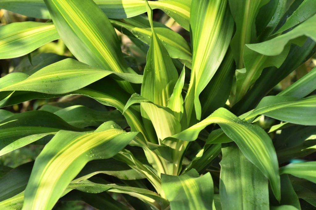 mandravasarotra-huile-essentielle