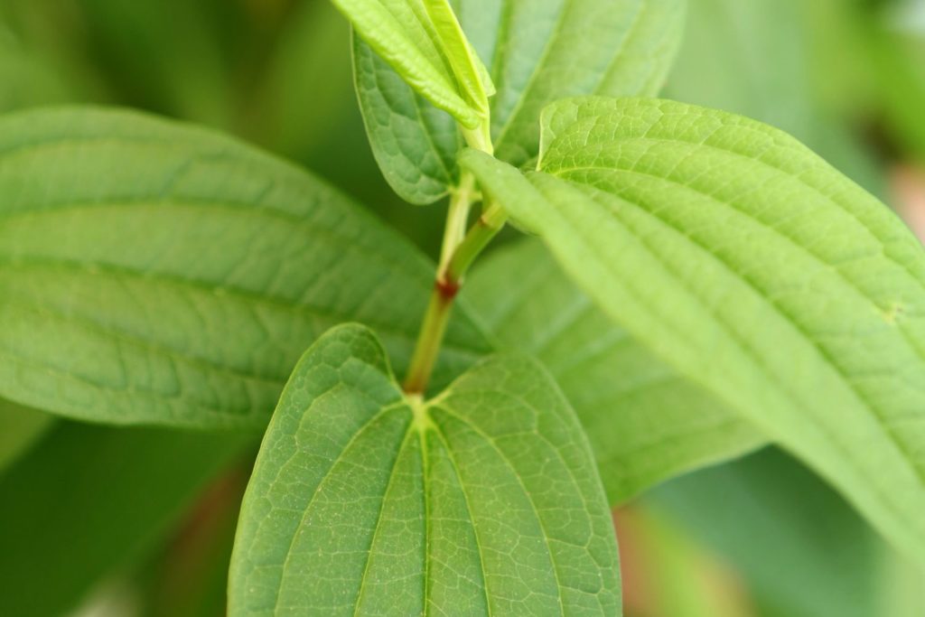 mandravasarotra-utilisation