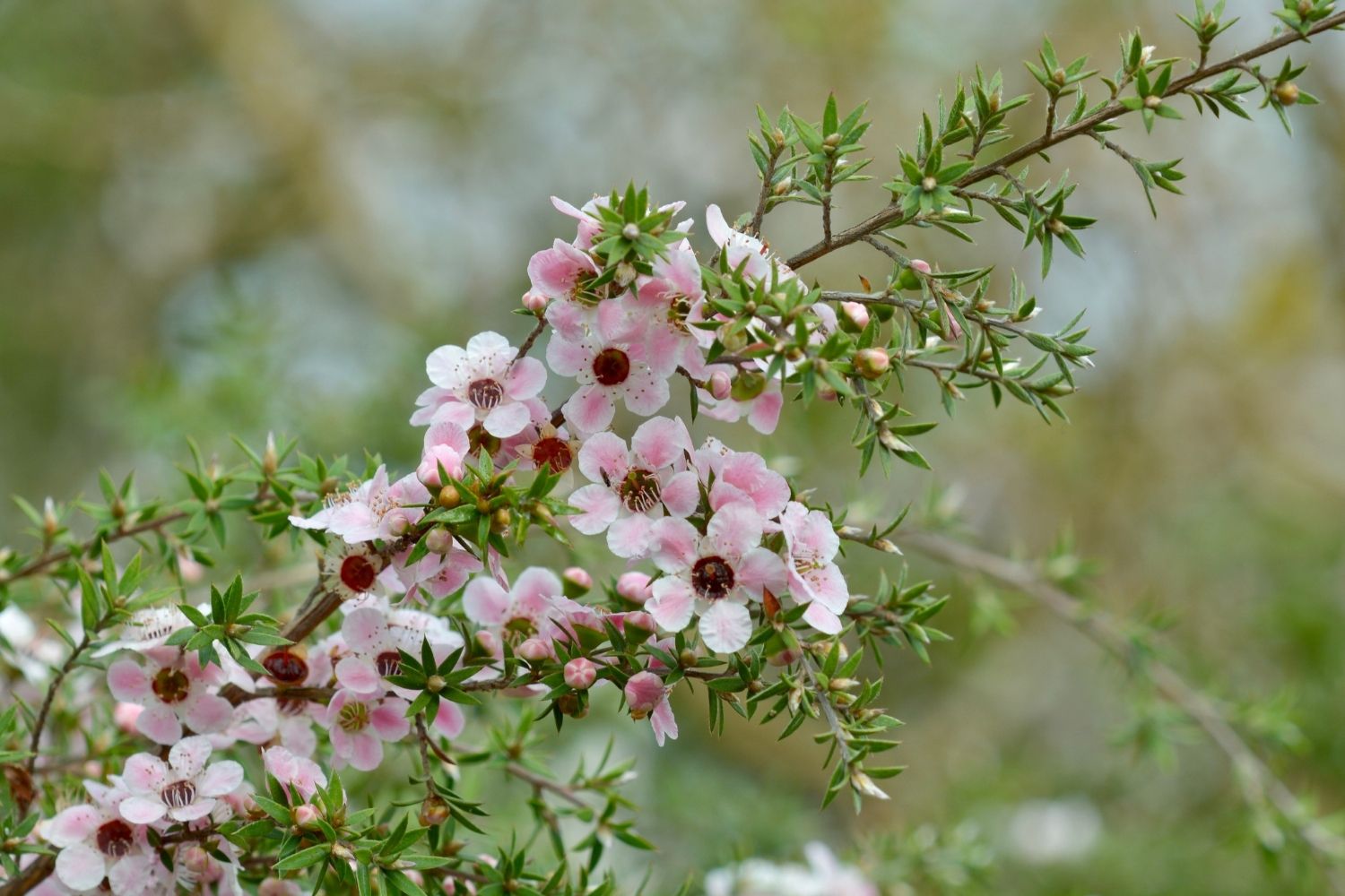 manuka-caracteristiques