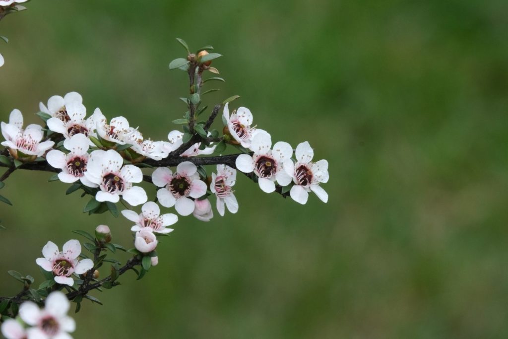 manuka-huile-essentielle