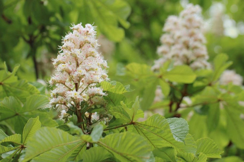 marronnier-caracteristiques