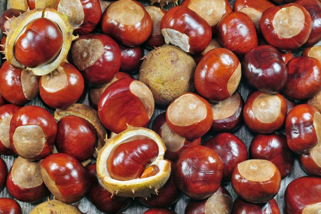 marronnier-gemmotherapie