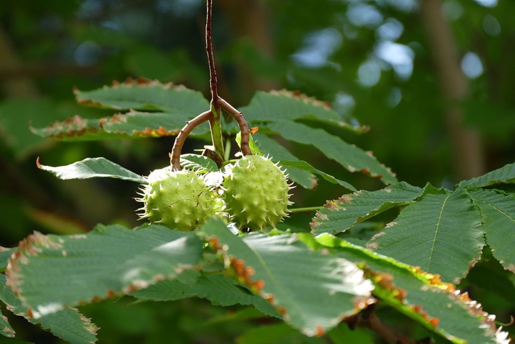 marronnier-utilisations