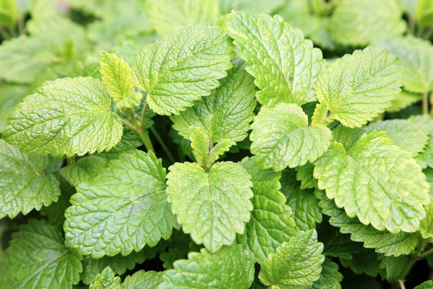 melisse-officinale-de-provence-utilisations