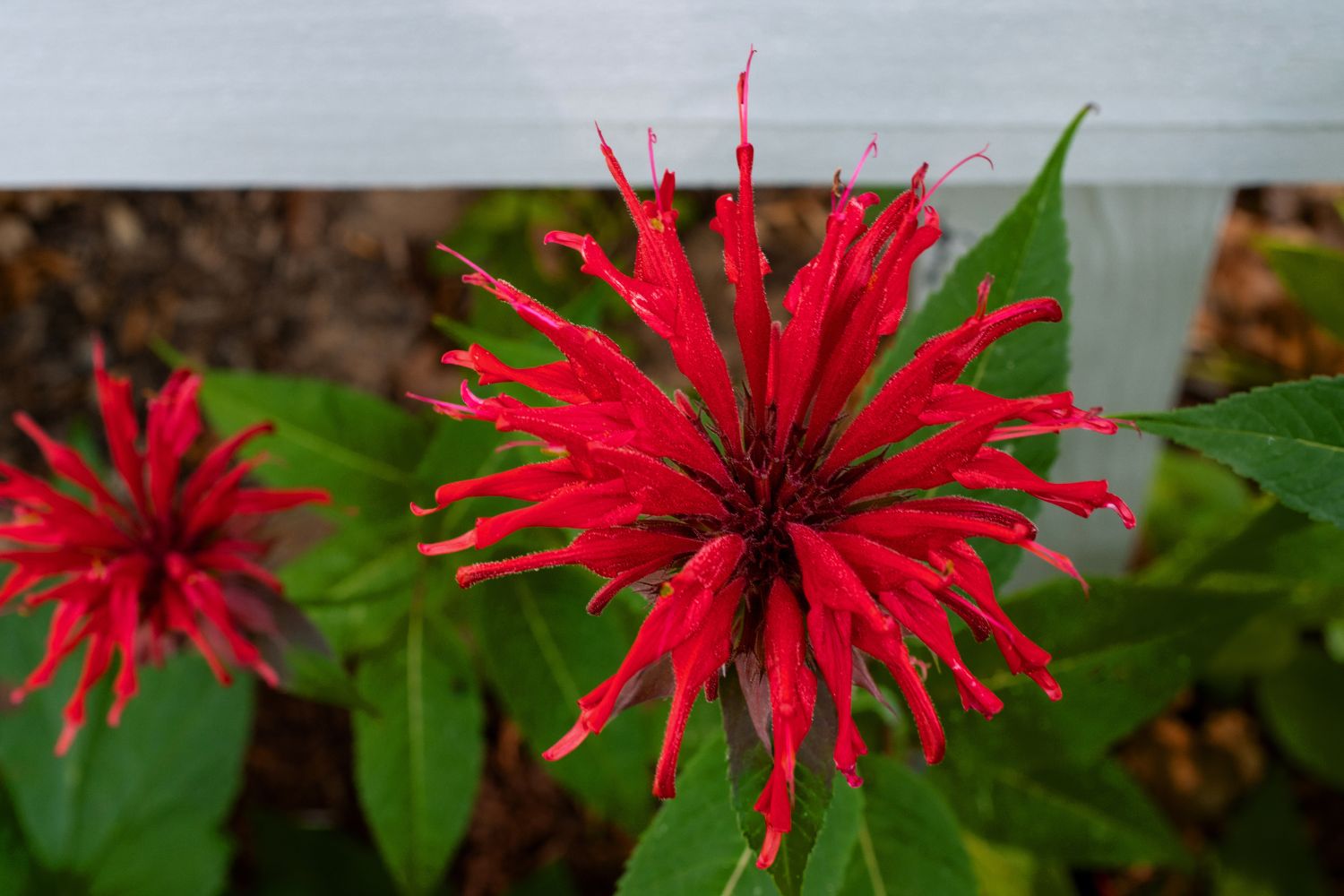 monarde-caracteristiques