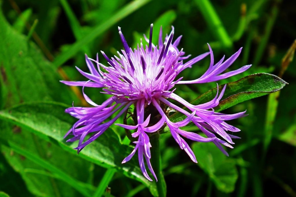 monarde-fistuleuse-huile-essentielle