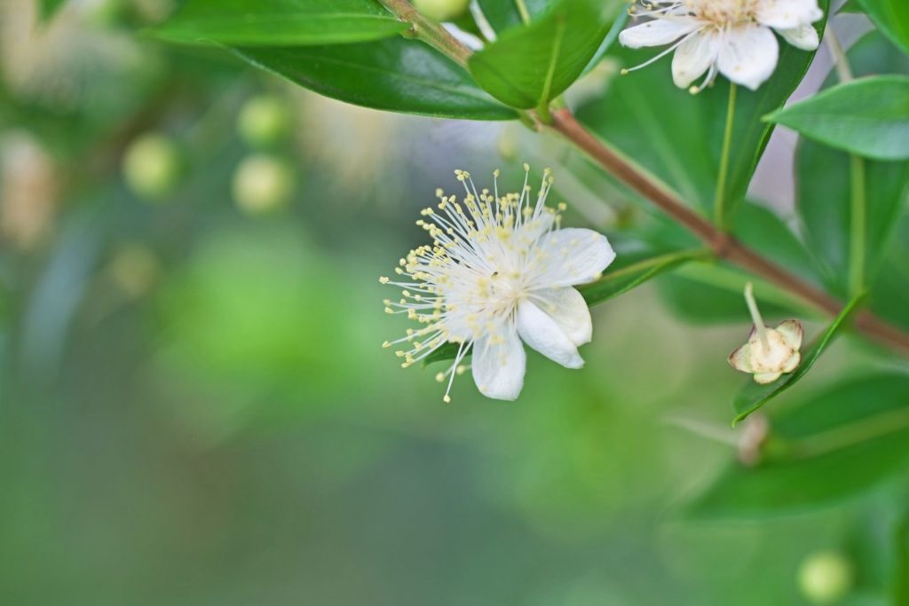 myrte-huile-essentielle