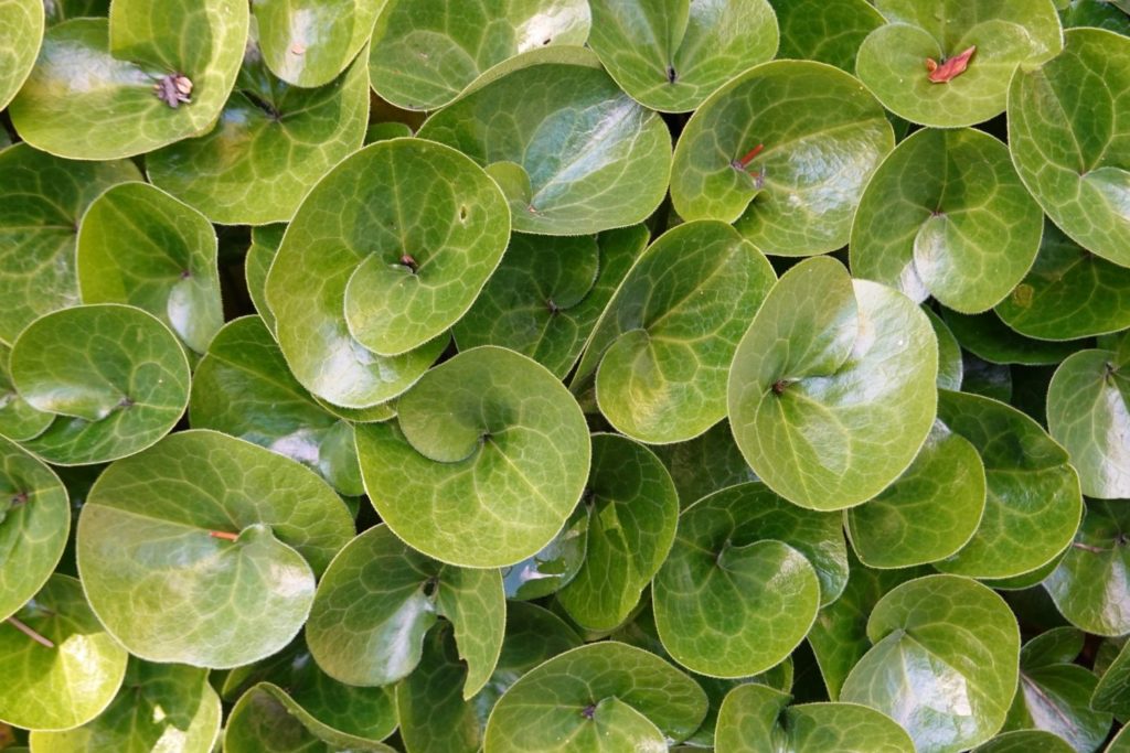 nard-de-l-himalaya-huile-essentielle