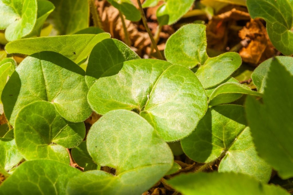 nard-de-l-himalaya-utilisations