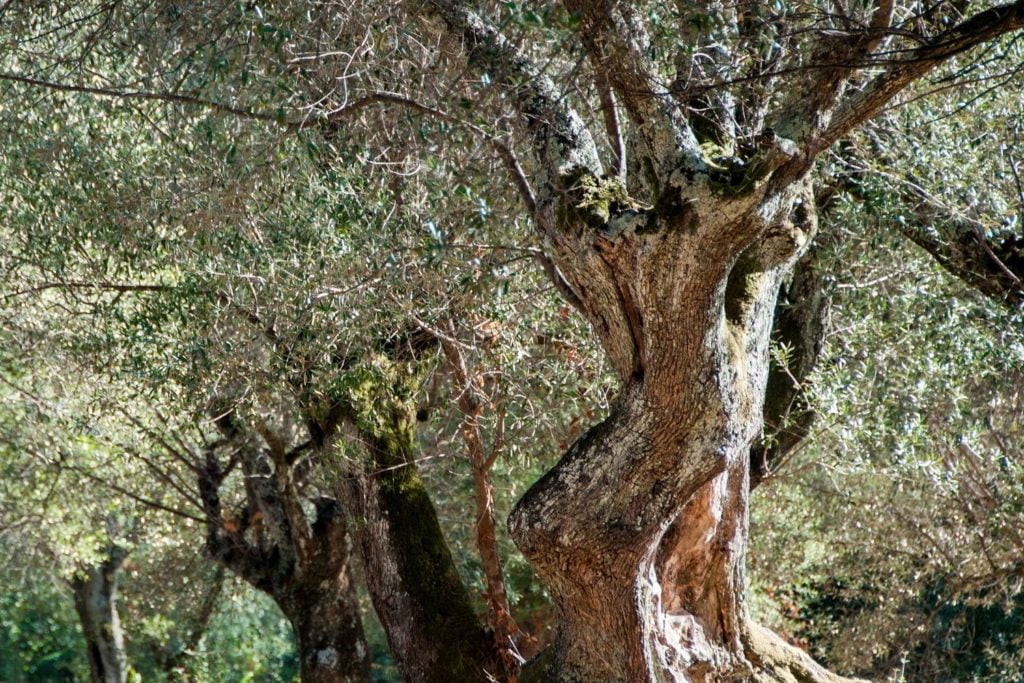 olivier-caracteristiques