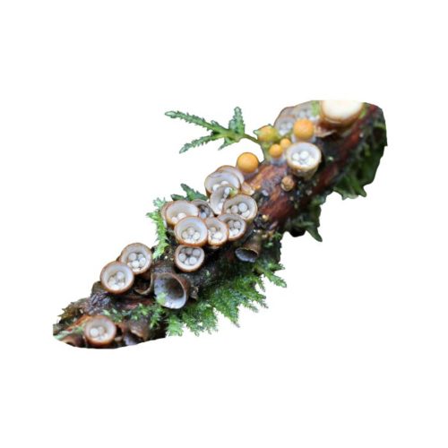 Pao pereira Caractéristiques, Utilisations et Bienfaits