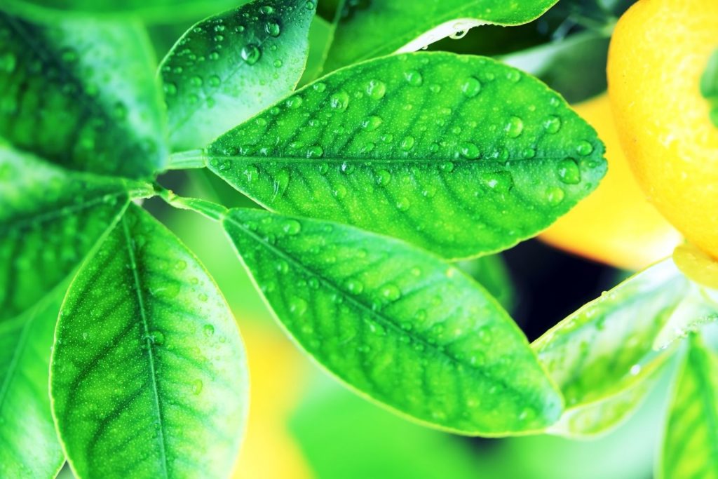 pao-pereira-caracteristiques