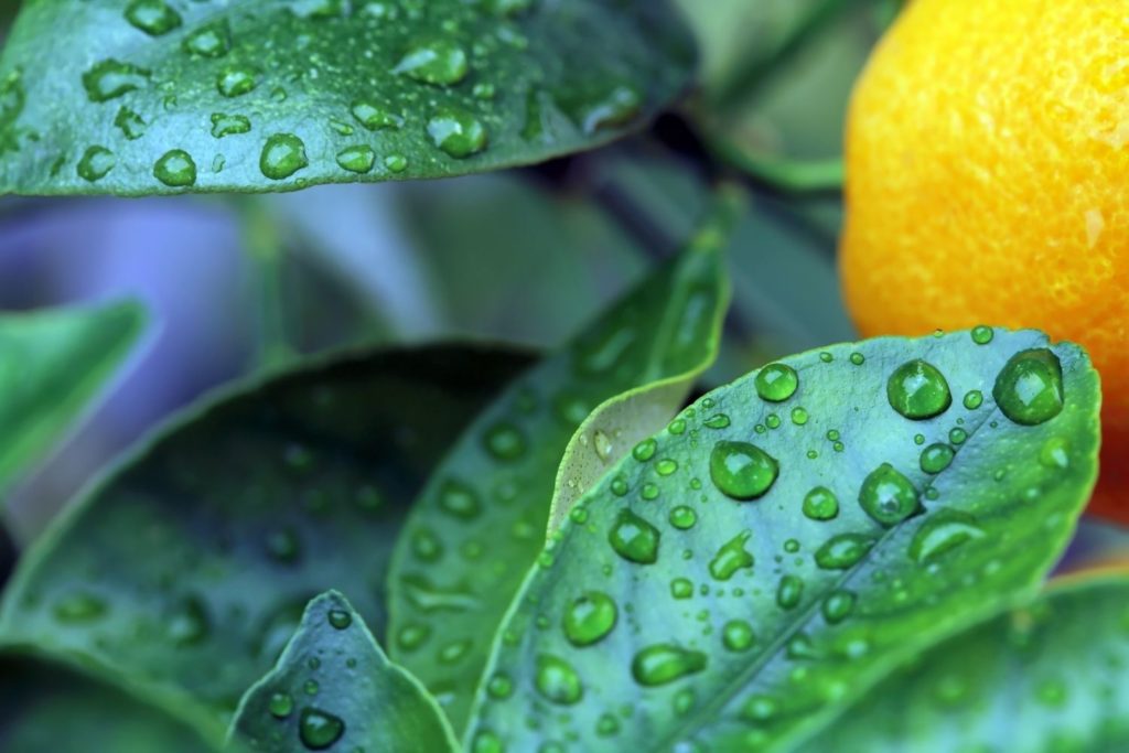 pao-pereira-phytotherapie