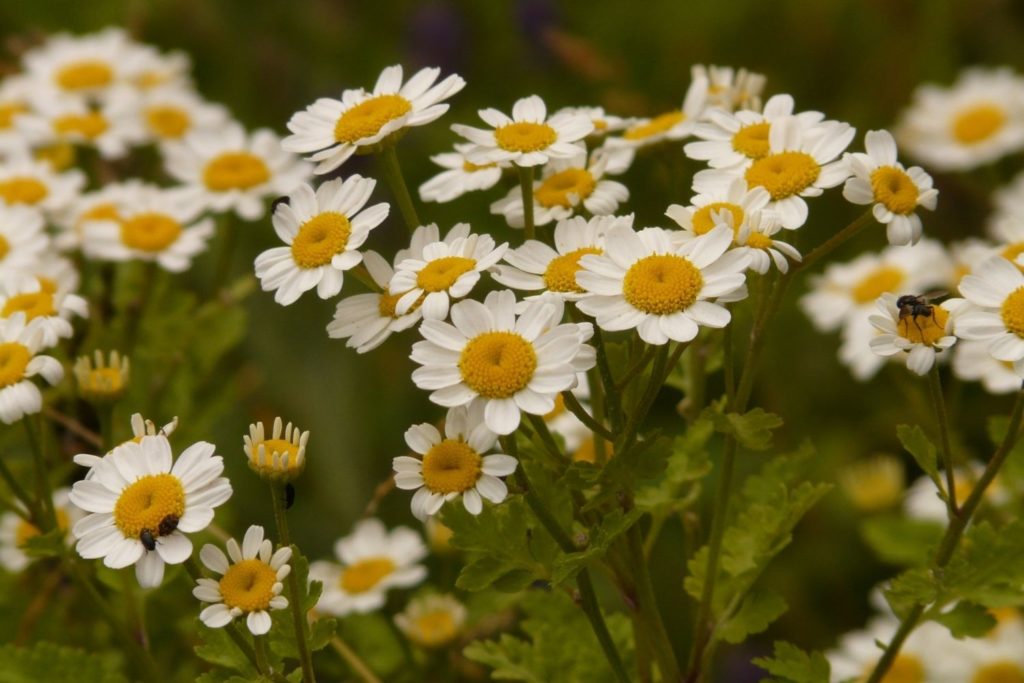 partenelle-phytotherapie