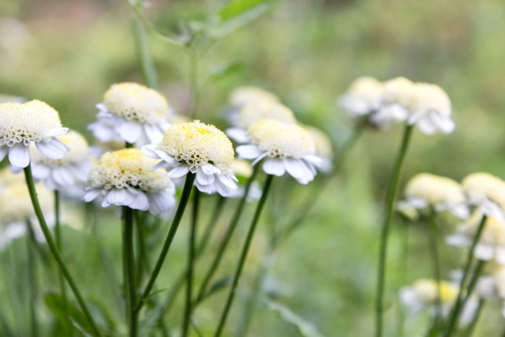 utilizaciones-de-partenelle