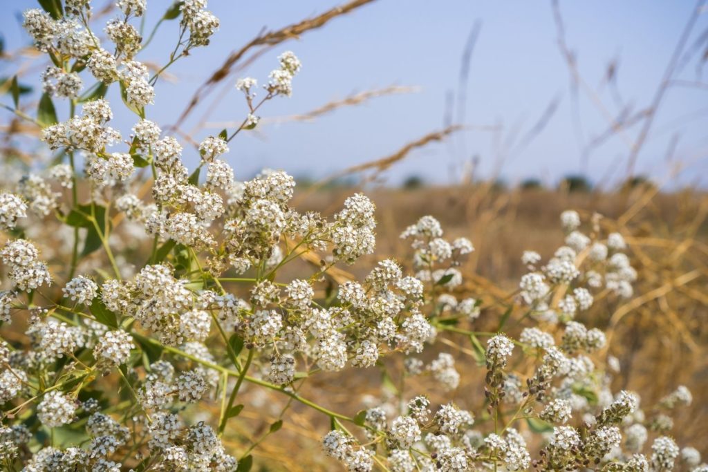 passerage-caracteristiques