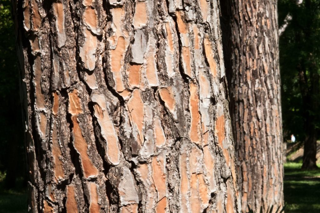 pin-maritime-phytotherapie