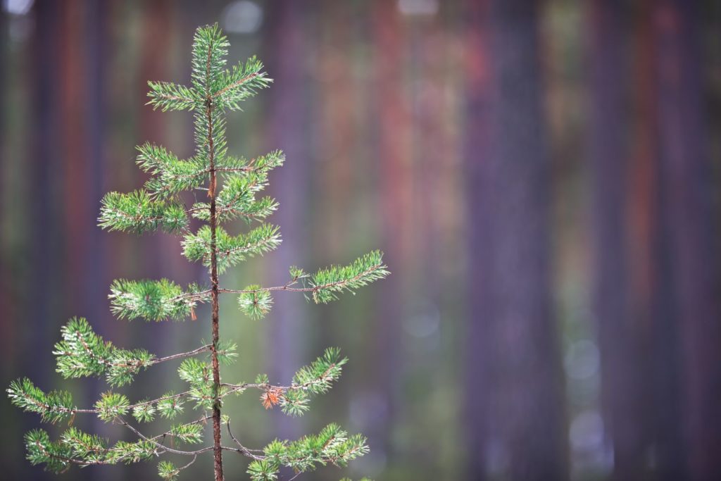 pin-sylvestre-huile-essentielle