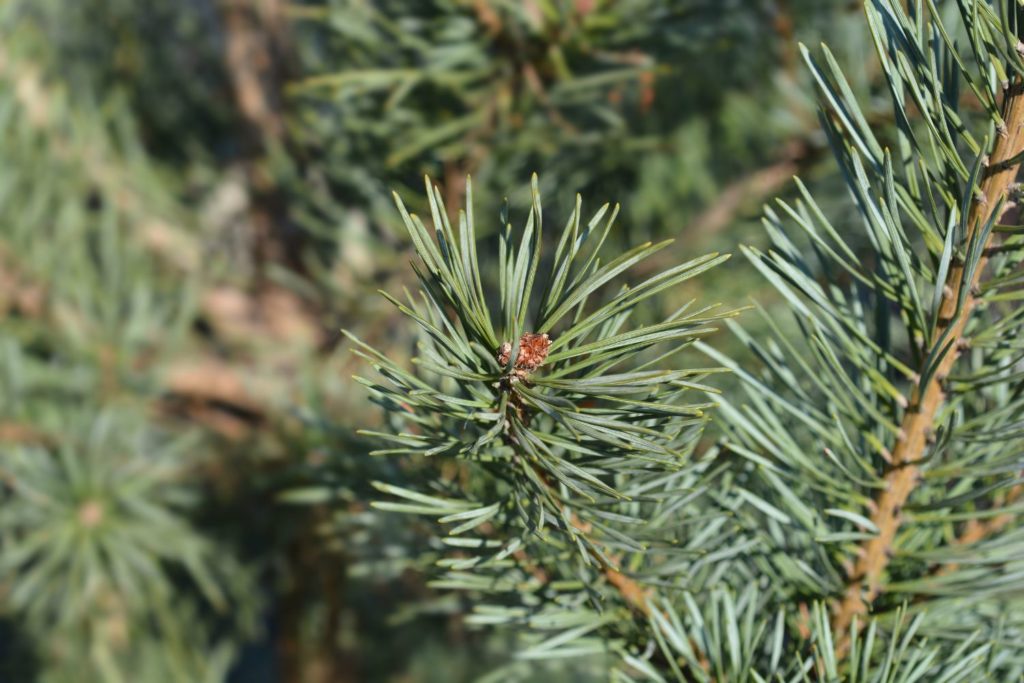 pin-sylvestre-utilisations