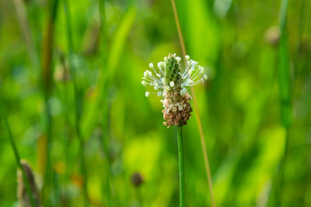 plantain-lanceole-caracteristiques