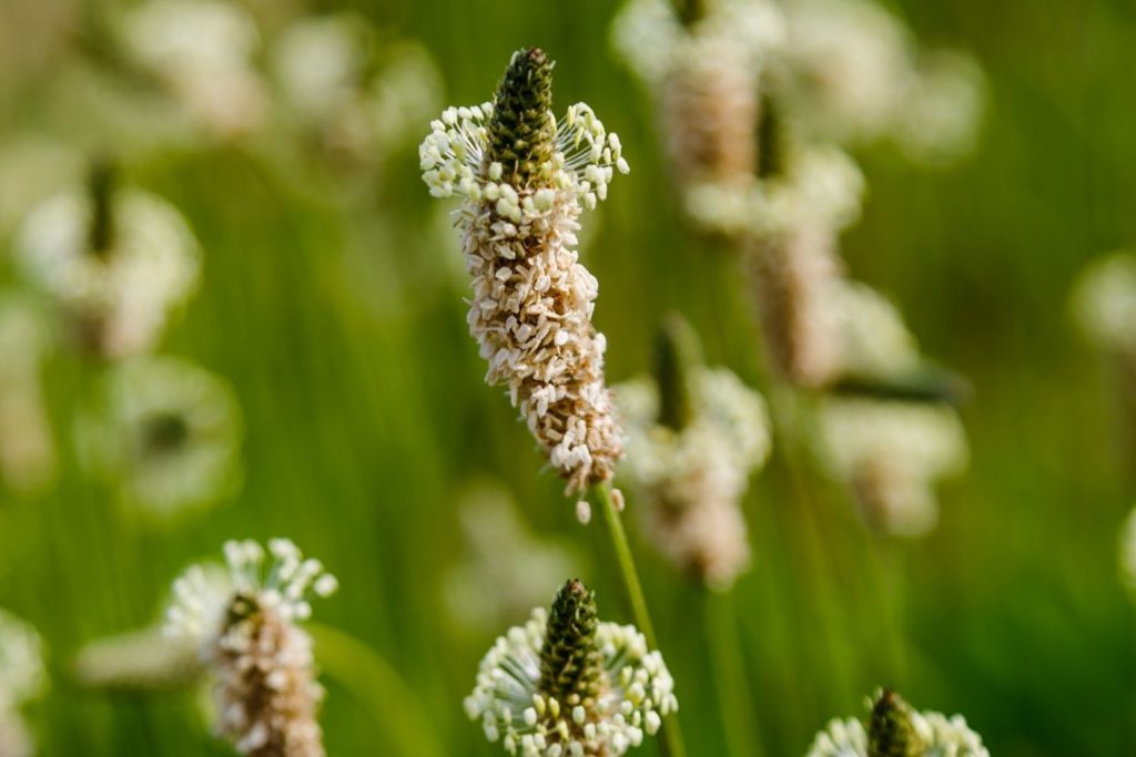 plantain-lanceole-phytotherapie