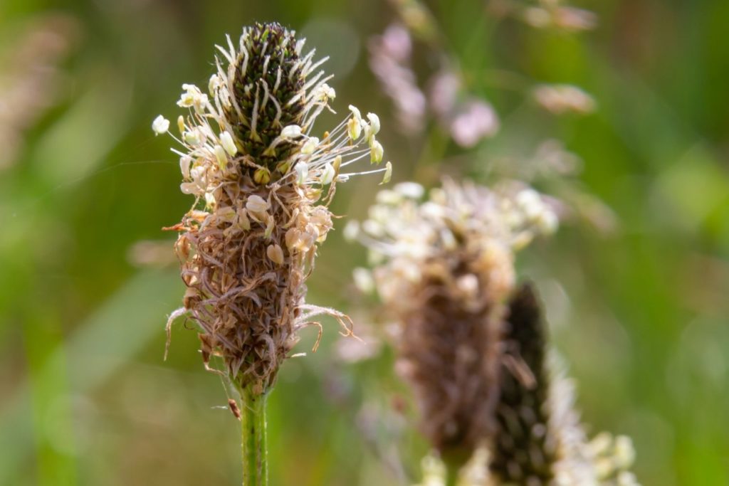 plantain-lanceole-proprietes