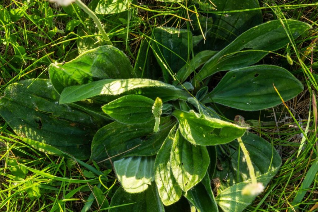 plantain-lanceole-utilisations