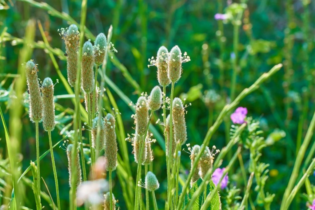 plantain-psyllium-caracteristiques