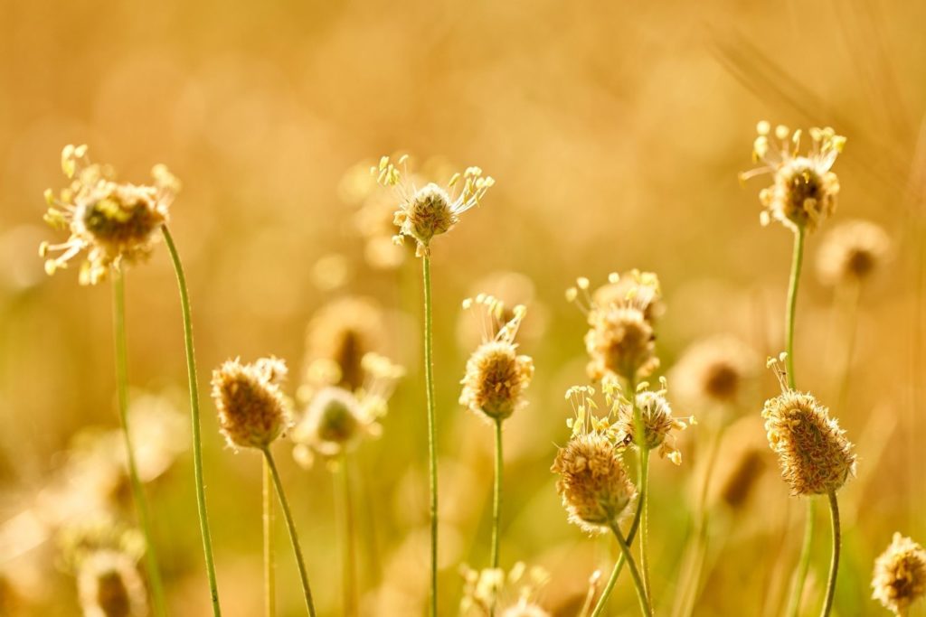 plantain-psyllium-phytotherapie