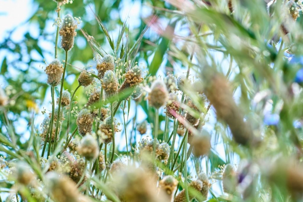 plantain-psyllium-proprietes