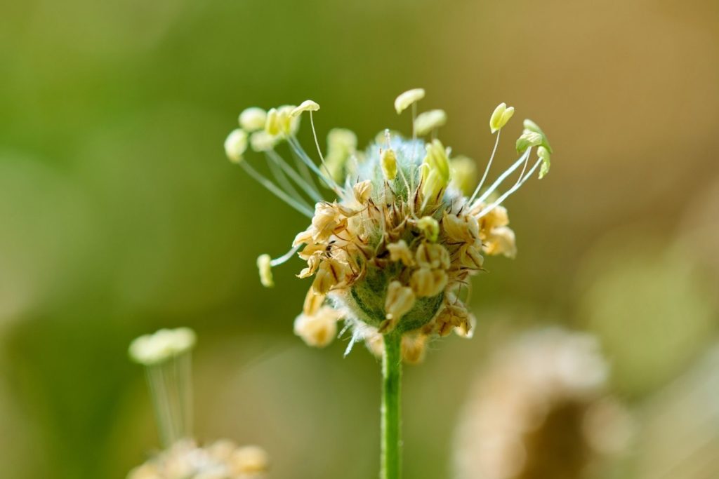 plantain-psyllium-proprietes1