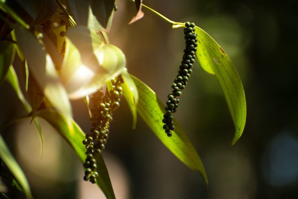 poivre-noir-huile-essentielle