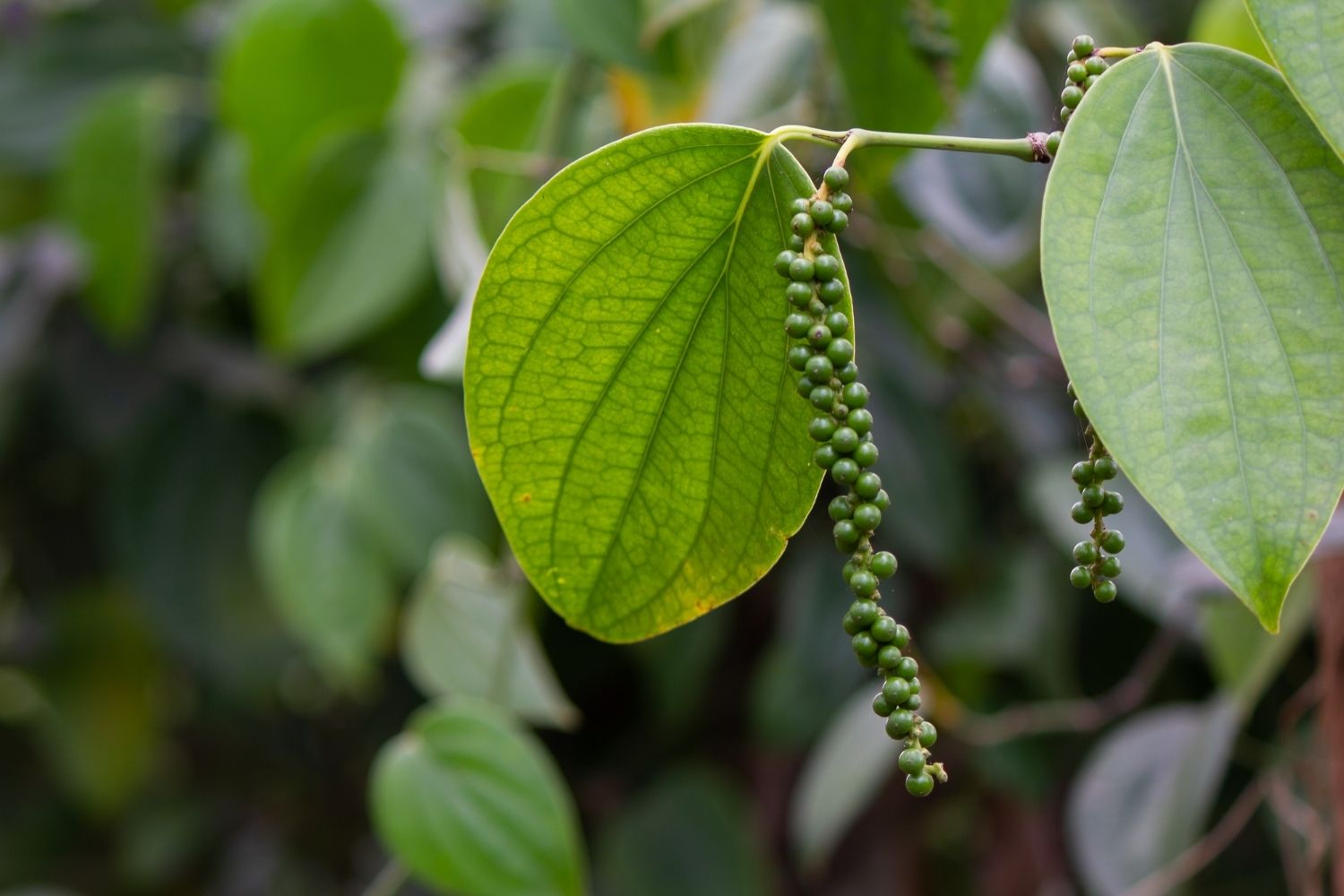 poivre-noir-utilisations