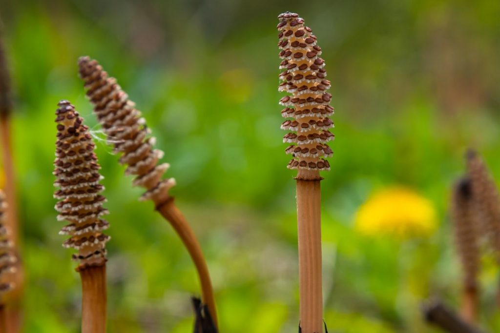 prele-des-champs-caracteristiques