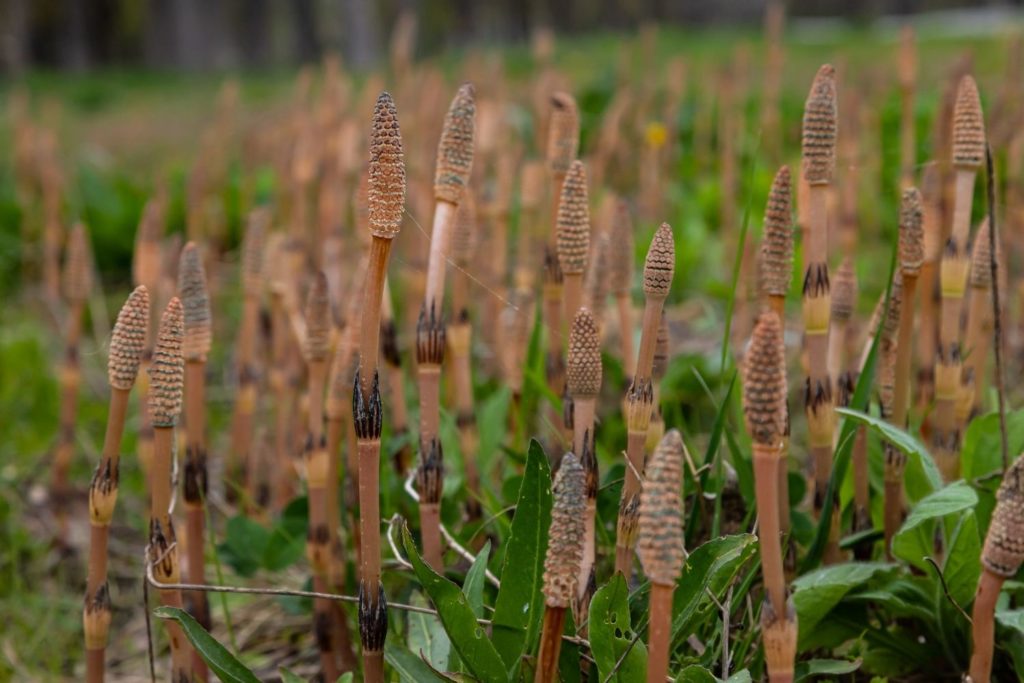 prele-des-champs-proprietes