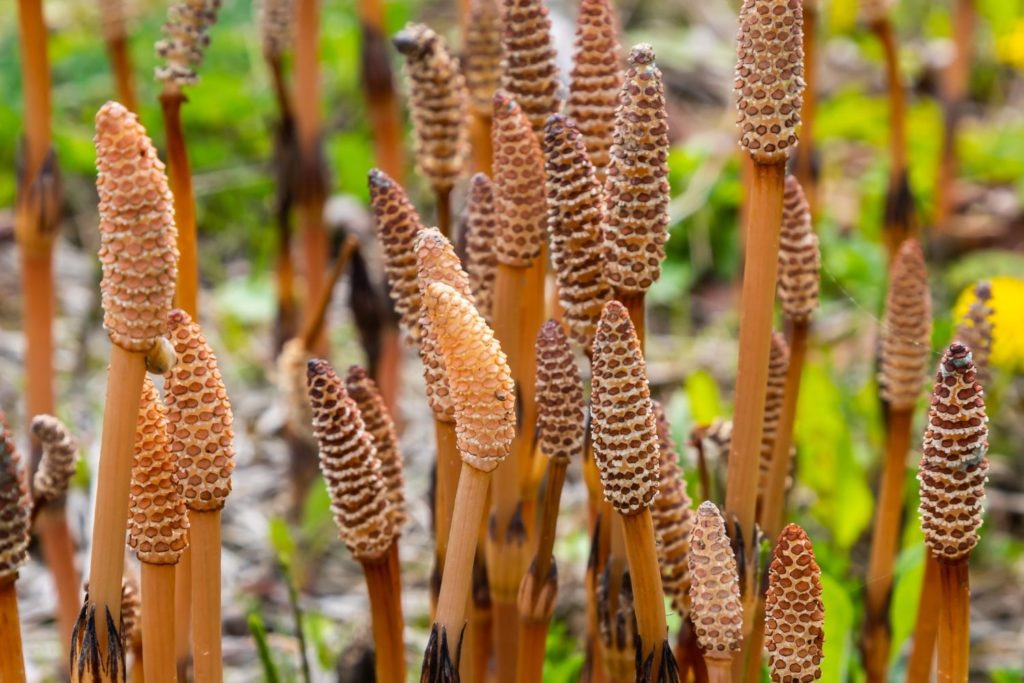 prele-des-champs-utilisations