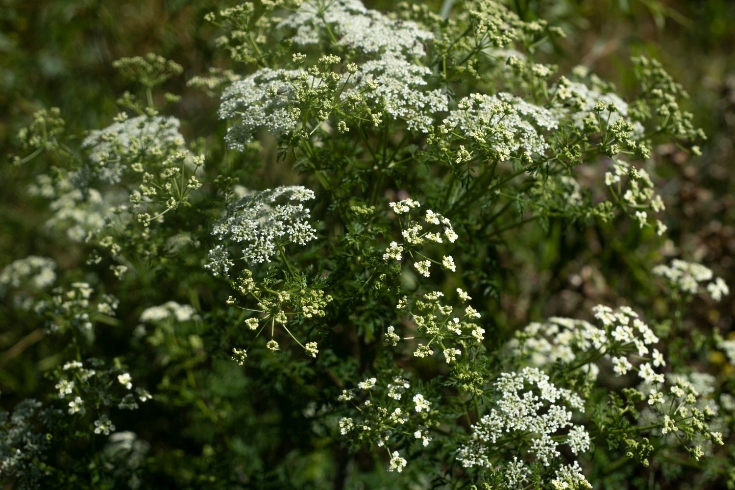 pruche-du-canada-utilisation
