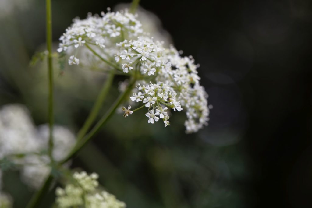 pruche-huile-essentielle