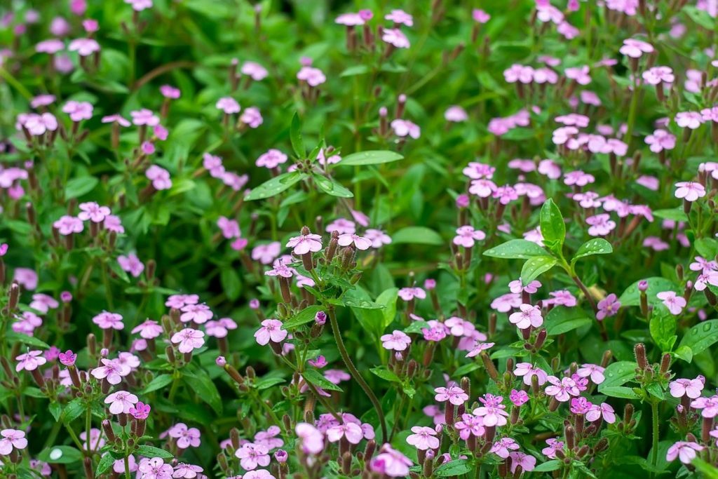 quillaya-caracteristiques