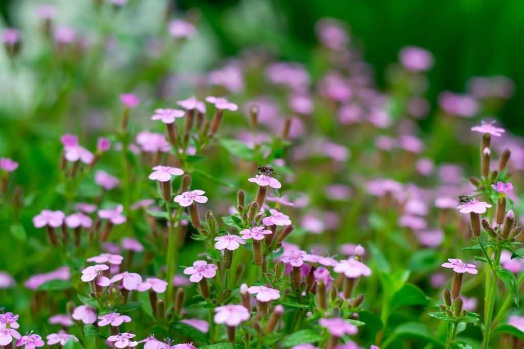 quillaya-utilisations