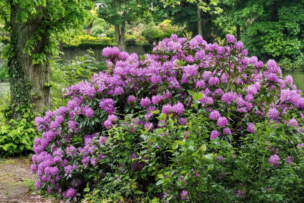rhododendron-caracteristiques