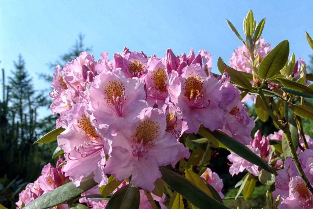 rhododendron-huile-essentielle